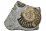 Jurassic Ammonite (Promicroceras) Fossil - Lyme Regis #357113-1